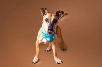 Woody -  Basset Hound and Great Dane Dog for Adoption in Plaquemine, Louisiana - Woody | PetCurious