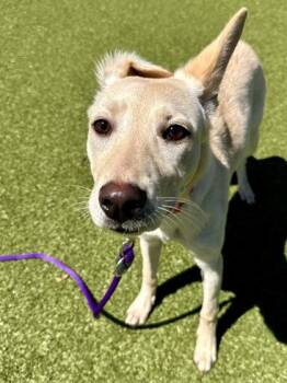 Shishka -  Mixed Breed Dog for Adoption in Wichita, Kansas - Shishka | PetCurious