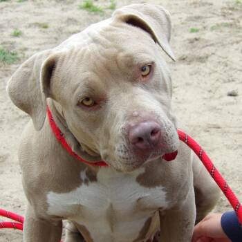 Pit Bull Terrier Dogs Available for Adoption in Newark, New Jersey - Potato | PetCurious