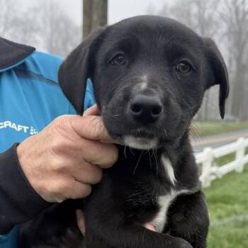 Border Collie Dogs Available for Adoption - Bentley | PetCurious