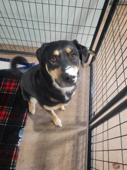 Rescue Rottweiler and Mixed Breed Dogs for Adoption in Ashland, Wisconsin - LuLu | PetCurious
