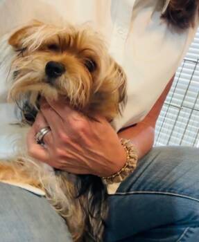 Sampson -  Yorkie Poo Dog for Adoption in Holly Springs, Mississippi - Sampson | PetCurious