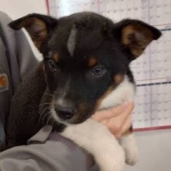 Rescue Australian Kelpie and Mixed Breed Dogs for Adoption in Lenoir, North Carolina - Bull (Minor League Litter) | PetCurious