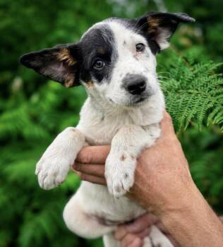 Ricardo -  Australian Shepherd and Beagle Dog for Adoption in Iron Ridge, Wisconsin - Ricardo | PetCurious
