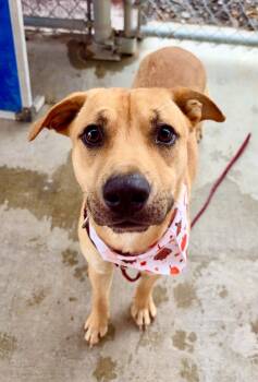 Rescue Labrador Retriever and Mixed Breed Dogs for Adoption in Lawrenceville, Illinois - Zoomie | PetCurious