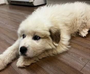 Great Pyrenees Dogs Available for Adoption - Bear | PetCurious