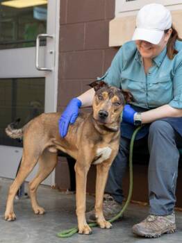 Mixed Breed Dogs Available for Adoption in Chamblee, Georgia - Quan | PetCurious