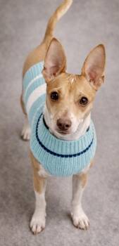 Chihuahua and Terrier Dogs Available for Adoption - Tanker | PetCurious