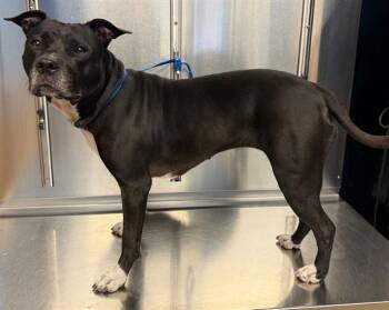 LAKITTA ROSE JR -  Pit Bull Terrier Dog for Adoption in Minneapolis, Minnesota - LAKITTA ROSE JR | PetCurious