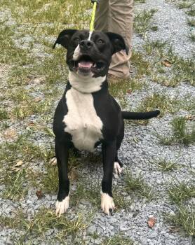Tang -  American Bulldog Dog for Adoption in Elizabethtown, North Carolina - Tang | PetCurious