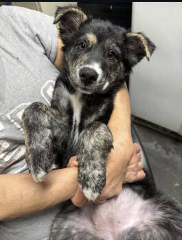 Australian Shepherd Dogs Available for Adoption in Pasadena, California - Ivy | PetCurious