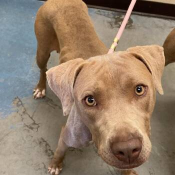 CHEESE -  Mixed Breed Dog for Adoption in Memphis, Tennessee - CHEESE | PetCurious