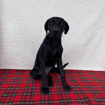 Glamour Shots -  Labrador Retriever and Mixed Breed Dog for Adoption in Carencro, Louisiana - Glamour Shots | PetCurious