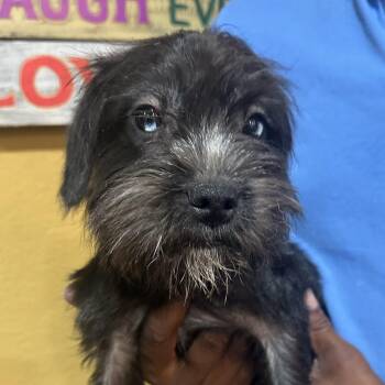 Remi - Local October 9-11 -  Schnauzer Dog for Adoption in Brookshire, Texas - Remi - Local October 9-11 | PetCurious