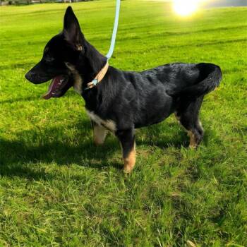 Rescue Shepherd Dogs for Adoption in Brownstown, Indiana - S’mores | PetCurious