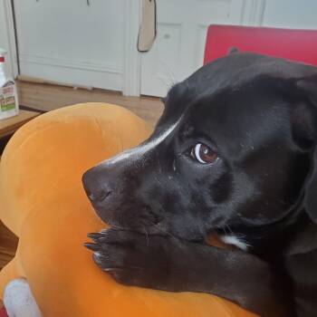 Rescue Labrador Retriever and Pit Bull Terrier Dogs for Adoption in Ithaca, New York - Quiche Lorraine (super Cuddler!) | PetCurious