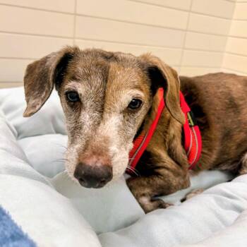 Fang 14661 -  Dachshund Dog for Adoption in San Francisco, California - Fang 14661 | PetCurious
