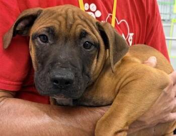 Leonel FKA Dog 3 -  Mixed Breed Dog for Adoption in West Chester, Pennsylvania - Leonel FKA Dog 3 | PetCurious