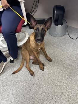 MUNCH -  Belgian Shepherd Malinois and Mixed Breed Dog for Adoption in Pasadena, Texas - MUNCH | PetCurious