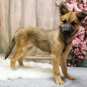 Clara -  Shepherd and Mixed Breed Dog for Adoption in Casa Grande, Arizona - Clara | PetCurious