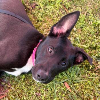 Cookie -  Mountain Cur and Mixed Breed Dog Available for Adoption in Nashville, Tennessee - Cookie | PetCurious