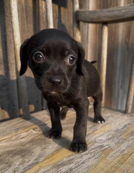 Cartier -  Chihuahua Dog for Adoption in Severance, Colorado - Cartier | PetCurious