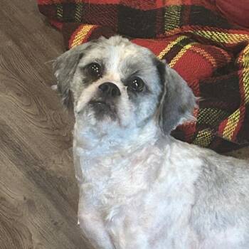 Lemon Zest -  Mixed Breed Dog for Adoption in Rockville, Maryland - Lemon Zest | PetCurious