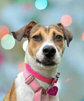 Jazzy -  Beagle Dog for Adoption in Schaumburg, Illinois - Jazzy | PetCurious