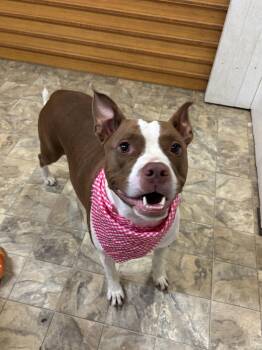 Rescue Terrier Dogs for Adoption in Pilot Point, Texas - Maya | PetCurious