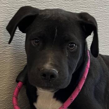 112380 -  Mixed Breed Dog for Adoption in Las Cruces, New Mexico - 112380 | PetCurious