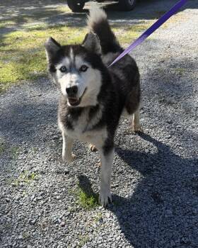 rocky -  Husky Dog for Adoption in Elizabethtown, North Carolina - Rocky | PetCurious