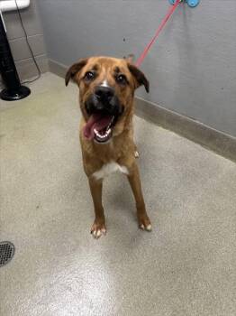 Rhodesian Ridgeback and Mixed Breed Dogs Available for Adoption - FLASH | PetCurious