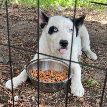 Husky Dogs Available for Adoption in Aberdeen, North Carolina - Jessie | PetCurious