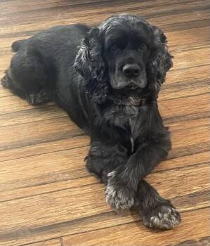 Cocker Spaniel Dogs Available for Adoption in Waldorf, Maryland - Bruno | PetCurious