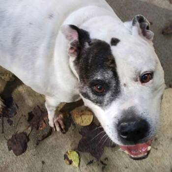 Cuda -  English Bulldog and Pit Bull Terrier Dog for Adoption in Shinnston, West Virginia - Cuda | PetCurious