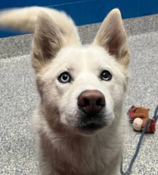 Stella -  Siberian Husky Dog for Adoption in Golden, Colorado - Stella | PetCurious