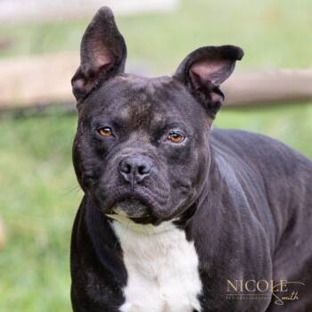 Rescue Pit Bull Terrier Dogs for Adoption in Henderson, Kentucky - Chapo | PetCurious