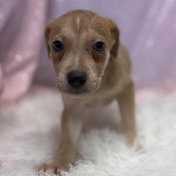 Gouda -  Retriever and Mixed Breed Dog for Adoption in Cedarburg, Wisconsin - Gouda | PetCurious