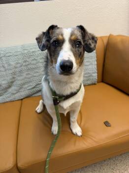 Corgi Dogs Available for Adoption in Gardnerville, Nevada - Sue | PetCurious