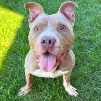 Barney -  Pit Bull Terrier Dog for Adoption in Addison, Illinois - Barney | PetCurious
