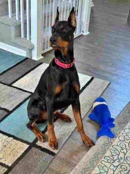 Rescue Doberman Pinscher Dogs for Adoption in Aurora, Ohio - Magnum | PetCurious