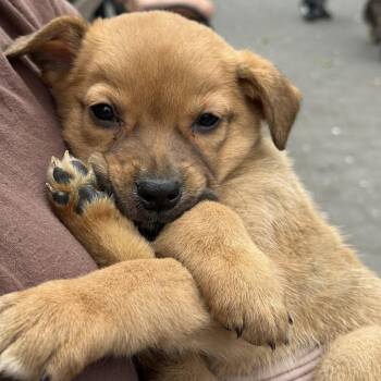 Labrador Retriever Dogs Available for Adoption in New York, New York - Fozzie | PetCurious