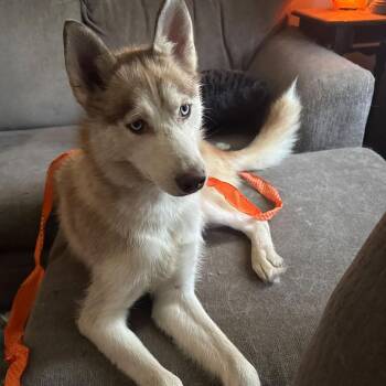 Bodie -  Siberian Husky Dog for Adoption in Olathe, Kansas - Bodie | PetCurious