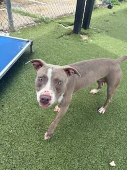 A185568 -  Pit Bull Terrier Dog for Adoption in Pasadena, Texas - A185568 | PetCurious