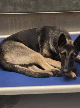 Black Mouth Cur and Mixed Breed Dogs Available for Adoption in Conroe, Texas - A426827 | PetCurious