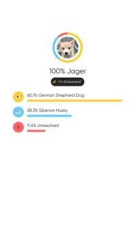 German Shepherd Dog and Husky Dogs Available for Adoption - Kuschel | PetCurious