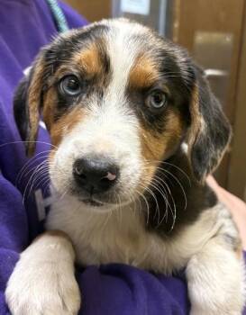 Mixed Breed Dogs Available for Adoption - Alexandria | PetCurious