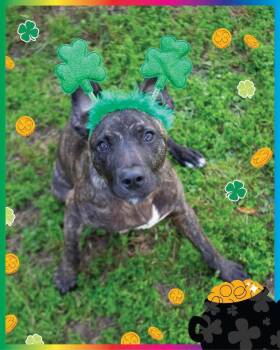 Black Mouth Cur and Terrier Dogs Available for Adoption - Ringo | PetCurious