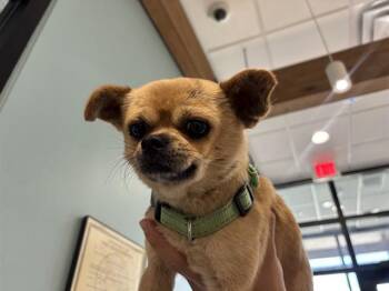 MAX -  Chihuahua Dog for Adoption in Rowlett, Texas - MAX | PetCurious