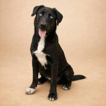 Yogi Bear -  Border Collie and Husky Dog for Adoption in Lucas, Texas - Yogi Bear | PetCurious